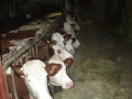 Vaches et veaux - GAEC du Bois Joli - producteur de Saint-Nectaire fermier