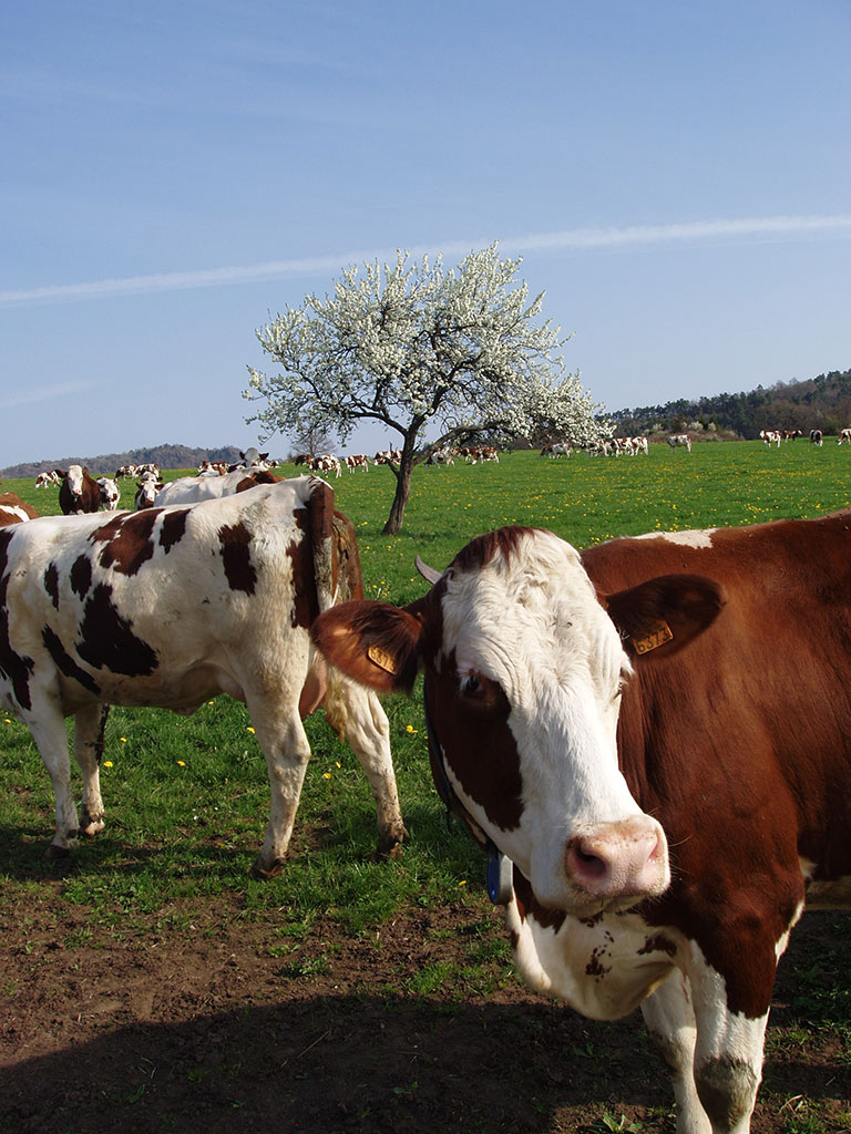 Vaches et veaux - GAEC du Bois Joli - producteur de Saint-Nectaire fermier