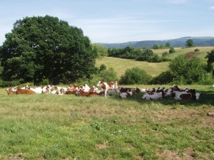 Producteur de Saint-Nectaire fermier - les vaches au pré